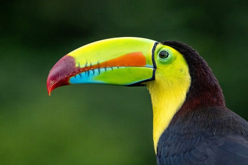 Costa Rica Rainforest